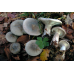 Мицелий Говорушки серой / Говорушка дымчатая (Clitocybe nebularis)